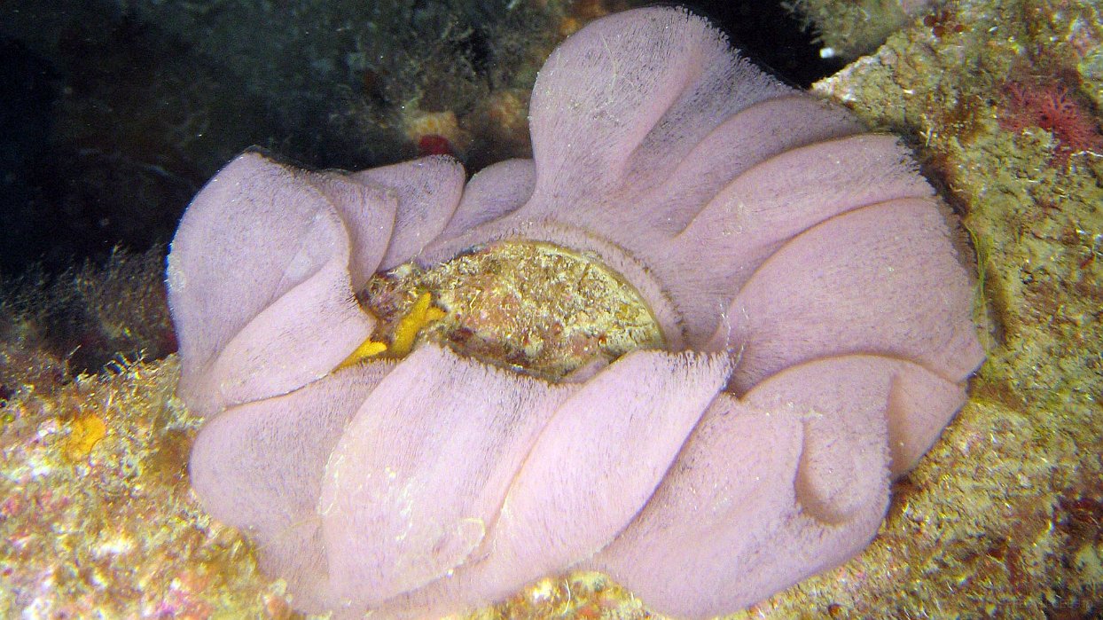 202 Ponte Pleurobranche tortue (Pleurobranchus testudinarius).JPG - Ponte Pleurobranche tortue (Pleurobranchus testudinarius) : Coloration variable, de blanc à rose